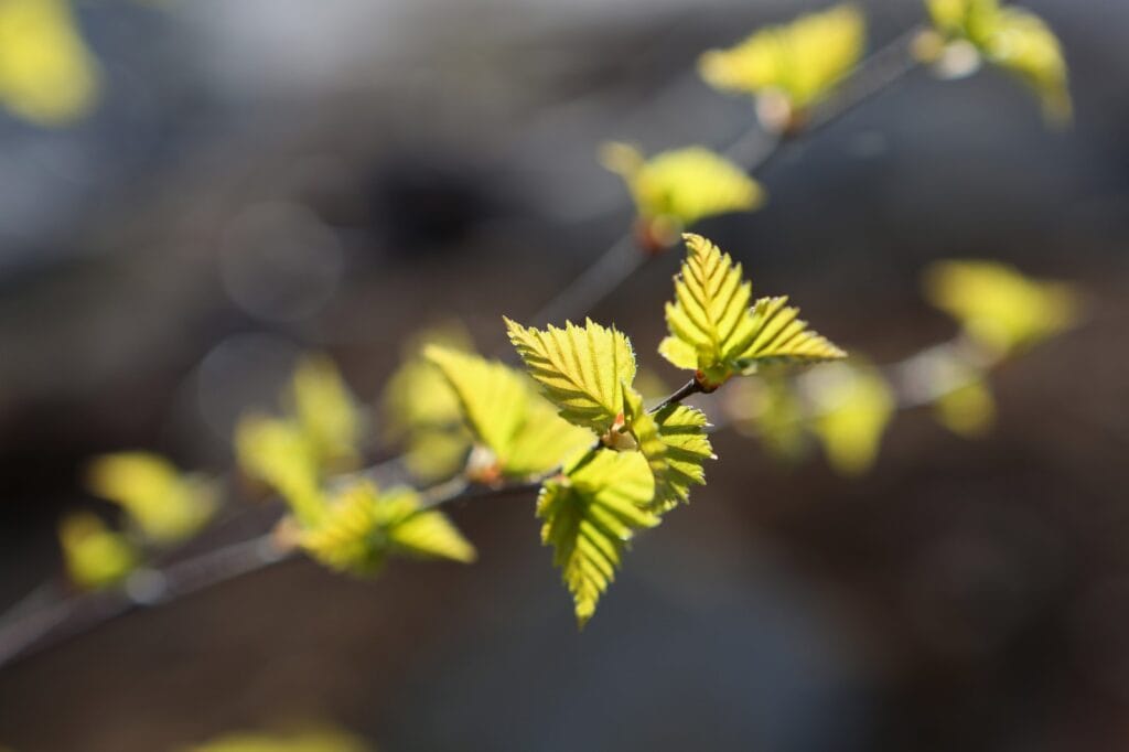 Sudenpentujen kauden päätösretki - Lue lisää